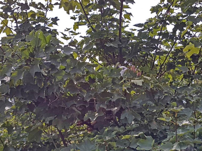 20170824_TE-Pfau-Pottendorf_02.jpg