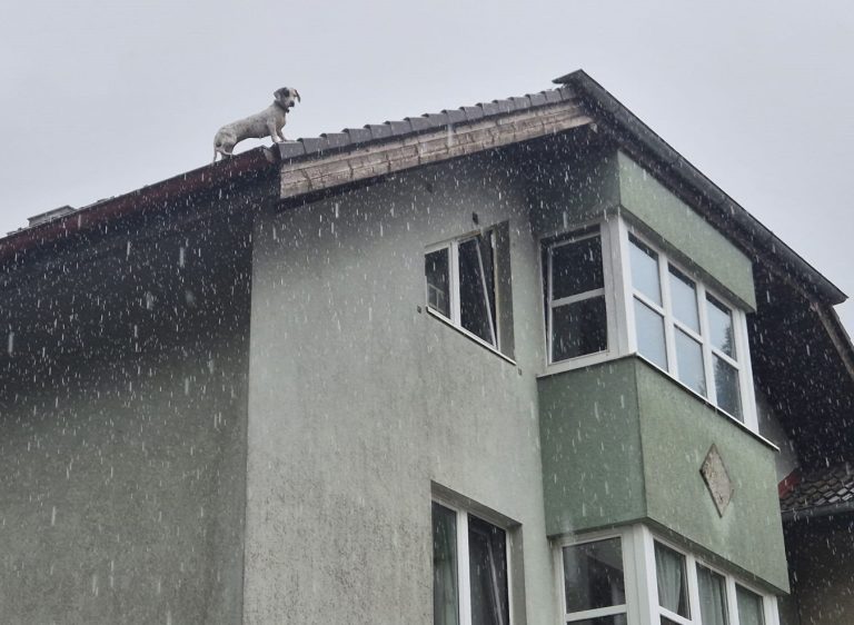 20250726_Feuerwehr rettet Hund vom Dach einer Wohnhausanlage in