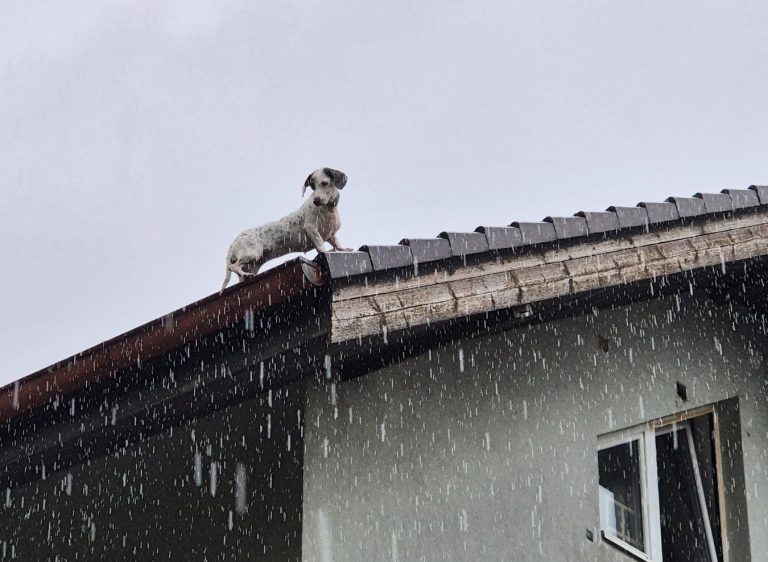 20250726_Feuerwehr rettet Hund vom Dach einer Wohnhausanlage in