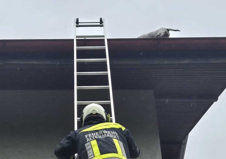 20250726_Feuerwehr rettet Hund vom Dach einer Wohnhausanlage in