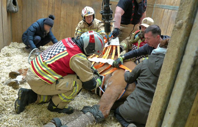 20251004_Pferd benötigt am Welttierschutztag die Hilfe der Feue