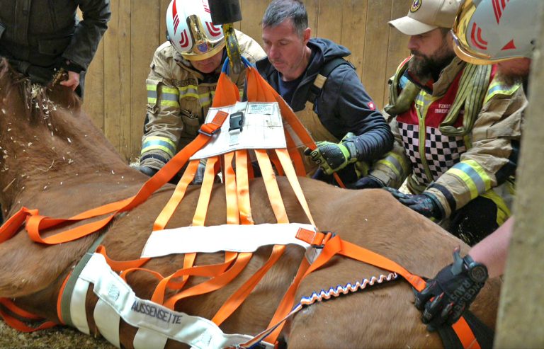 20251004_Pferd benötigt am Welttierschutztag die Hilfe der Feue