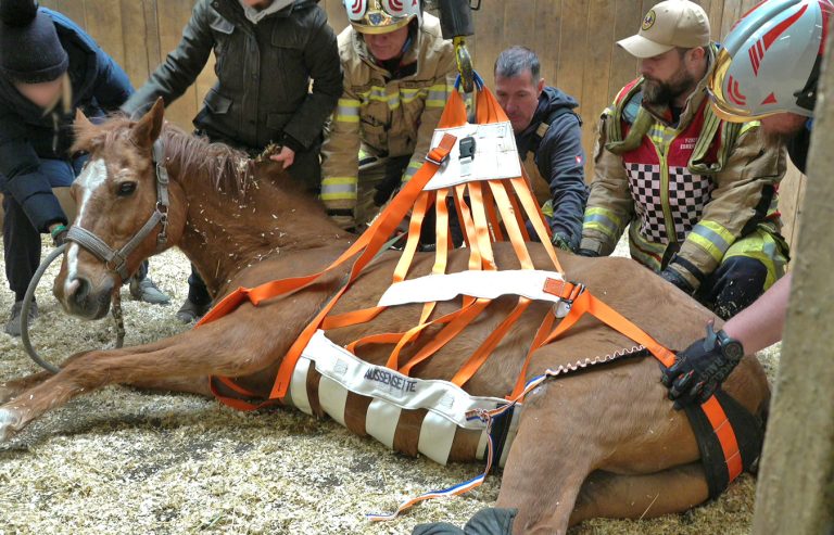20251004_Pferd benötigt am Welttierschutztag die Hilfe der Feue