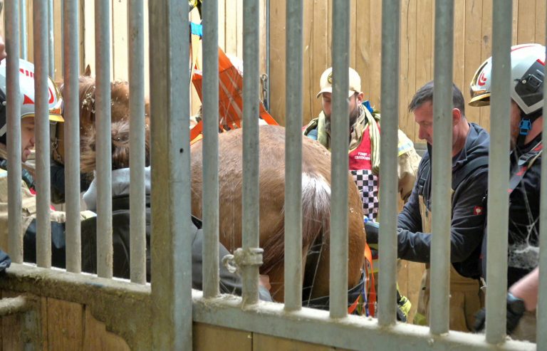 20251004_Pferd benötigt am Welttierschutztag die Hilfe der Feue