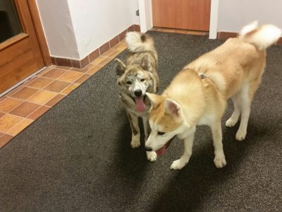 20160824 Hunde