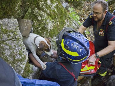 20240907_Herausfordernde Tierrettung in Baden NÖ
