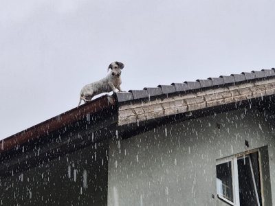 20250726_Feuerwehr rettet Hund vom Dach einer Wohnhausanlage in