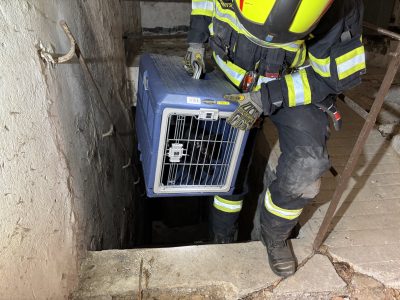 20260330-Katze-Keller-FFBS-4