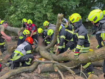 20260703_Mann unter Baum eingeklemmt in Tattendorf NÖ Bezirk BA