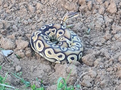 23.05.2022 - PI Leobersdorf, Python