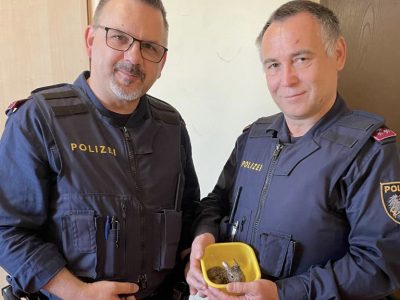 6a95b98d-3c24-4235-a093-5dssd96ee9b788