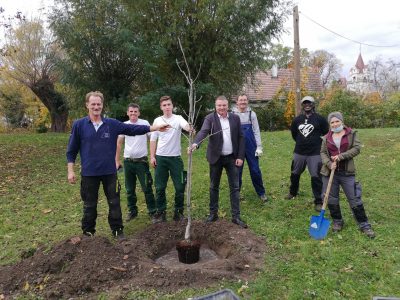 Bild 1_Wallnussbaum_Ebreichsdorf